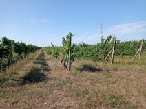 Prodej sadu/vinice, Valtice, 1140 m2