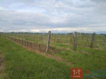 Prodej sadu/vinice, Borotice, 92655 m2