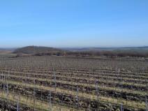 Pronájem sadu/vinice, Valtice - Úvaly, 20000 m2