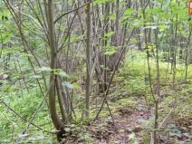 Prodej pozemku pro komerční výstavbu, Horní Heřmanice, 4584 m2