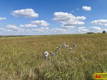 Prodej pozemku pro komerční výstavbu, Znojmo - Mramotice, 8168 m2