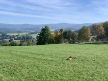 Prodej trvalého travního porostu, Stachy, 15932 m2