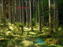 Prodej lesa, Rovensko, 35625 m2