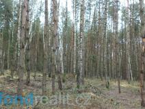 Prodej lesa, Myslkovice, 9683 m2