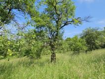 Prodej sadu/vinice, Koryčany, 4253 m2