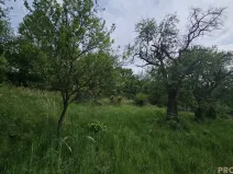 Prodej sadu/vinice, Koryčany, 4253 m2