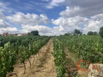 Prodej sadu/vinice, Vacenovice, 1366 m2