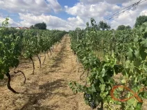 Prodej sadu/vinice, Vacenovice, 1366 m2