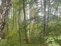 Prodej lesa, Chlum u Třeboně - Žíteč, 360000 m2