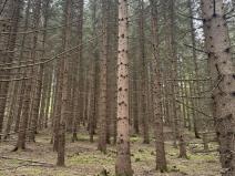 Prodej lesa, Vimperk - Skláře, 29000 m2