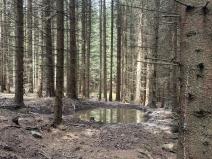 Prodej lesa, Vimperk - Skláře, 29000 m2