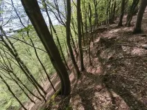 Prodej lesa, Luže - Doly, 26738 m2