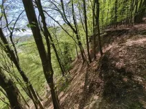 Prodej lesa, Luže - Doly, 26738 m2