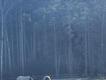 Prodej lesa, Svatý Jan nad Malší - Sedlce, 27831 m2