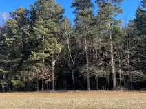 Prodej lesa, Svatý Jan nad Malší - Sedlce, 27831 m2