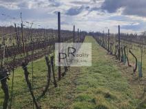 Prodej sadu/vinice, Drnholec, 550 m2