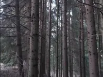 Prodej lesa, Želiv, 542 m2