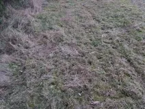 Prodej lesa, Želiv, 542 m2