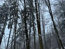 Prodej lesa, Starý Jičín, 11214 m2