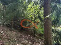 Prodej lesa, Nový Hrozenkov, 36473 m2