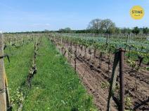 Prodej sadu/vinice, Hrušky, 1110 m2