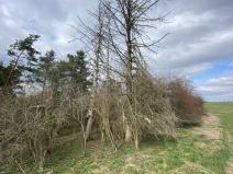 Prodej lesa, Slavičky - Pozďátky, 560 m2