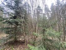 Prodej lesa, Pačejov - Strážovice, 1511 m2