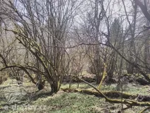 Dražba lesa, Přimda, 60208 m2