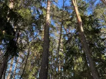 Prodej lesa, Tučapy, 3136 m2