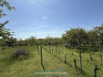 Prodej zahrady, Dobšice, 650 m2