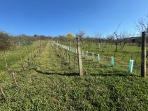 Prodej sadu/vinice, Strážnice, 2214 m2