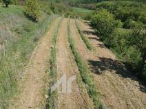 Prodej sadu/vinice, Křepice, 2199 m2