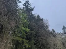 Prodej lesa, Mladý Smolivec, 1235 m2