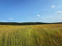 Prodej pole, Habrůvka, 8070 m2