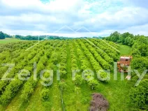 Prodej sadu/vinice, Polom, 9760 m2
