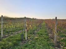 Prodej pozemku pro bydlení, Starý Poddvorov, 800 m2