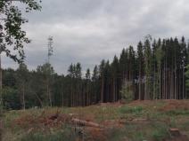 Prodej lesa, Mlýny, 250236 m2