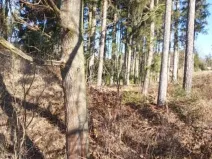 Prodej lesa, Kámen, 20509 m2