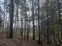 Prodej lesa, Horní Lideč, 795 m2