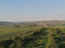 Prodej sadu/vinice, Lednice, 1200 m2