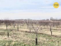 Prodej sadu/vinice, Lužice, 3829 m2