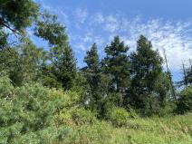 Prodej lesa, Slavičky - Pozďátky, 2084 m2