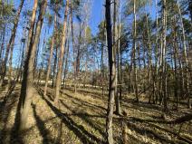 Prodej lesa, Všehrdy, 2994 m2