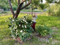 Prodej zahrady, Znojmo, 2238 m2