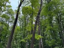 Prodej lesa, Stěbořice, 12789 m2