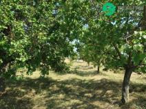 Prodej zahrady, Velké Pavlovice, parc.č. 4641/26, 449 m2
