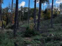 Prodej lesa, Štěchovice, 8586 m2