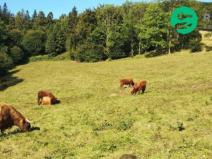 Prodej komerčního pozemku, Košařiska, 4998 m2