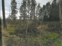 Prodej lesa, Nezbavětice, 10255 m2