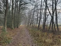 Prodej podílu lesa, Břehy, 5148 m2